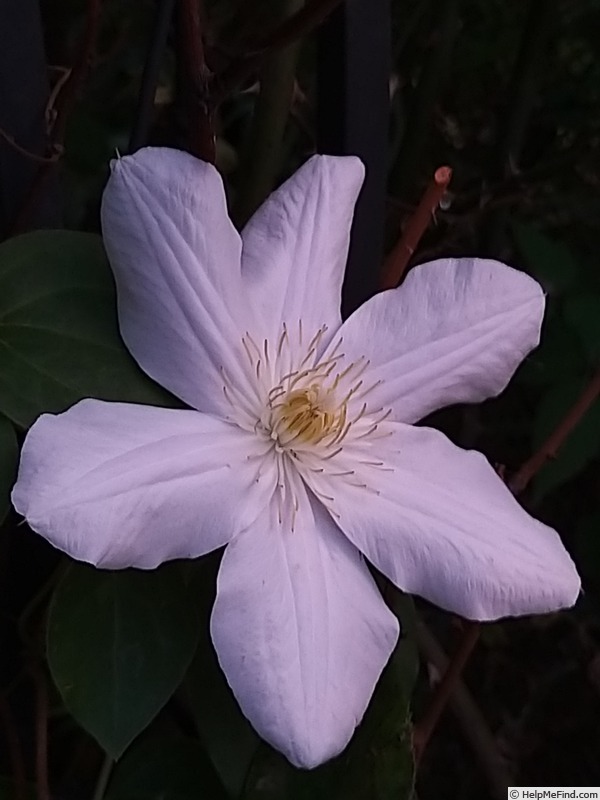 'Madame Le Coultre' clematis photo