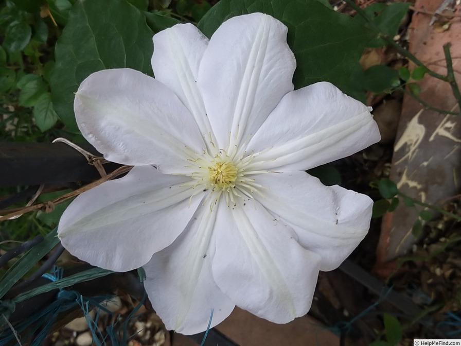 'Madame Le Coultre' clematis photo