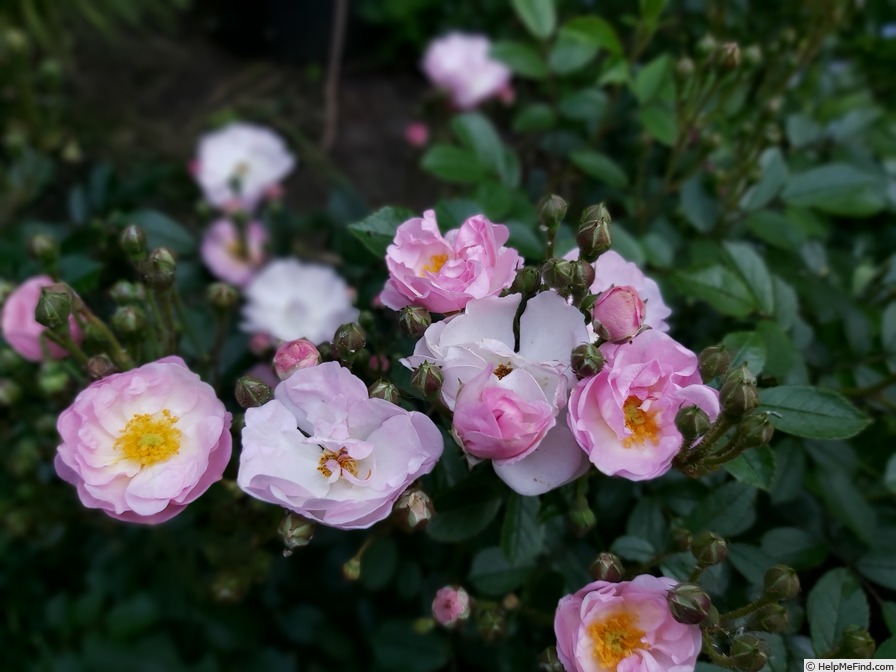 'Wspomnienie Lata' rose photo