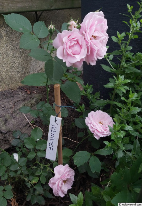 'Glenrose' rose photo