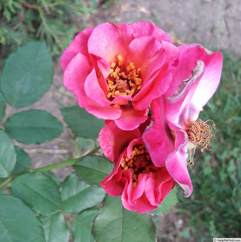 'Persian Eyes ® (hybrid hulthemia, Vissers, 2010)' rose photo