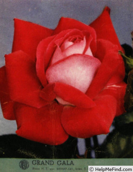 'Grand Gala ® (hybrid tea, Meilland 1954)' rose photo