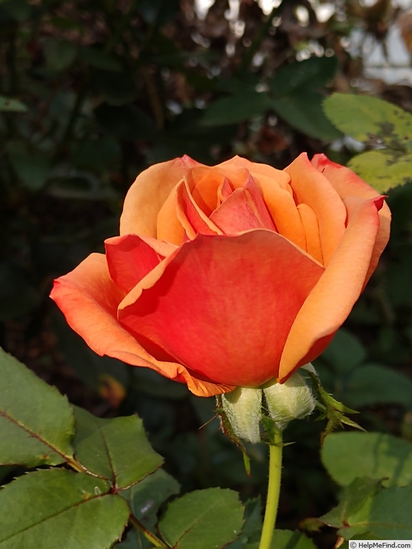 'Remember Me ® (hybrid tea, Cocker 1979)' rose photo