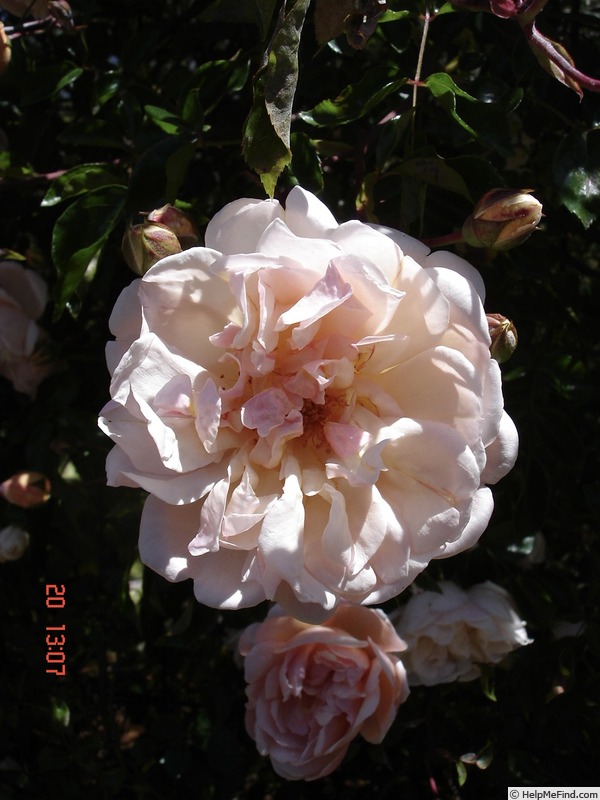 'Auguste Gervais' rose photo