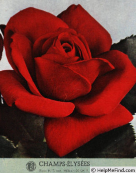 'Champs-Elysées ® (hybrid tea, Meilland, 1957)' rose photo