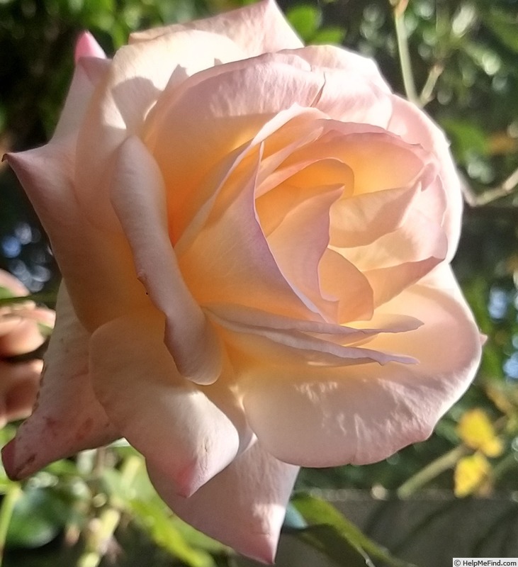 'Rosa del Camino de Santiago ®' rose photo