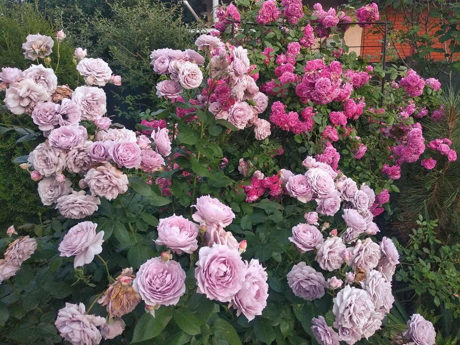 'Marita's Garden'  photo