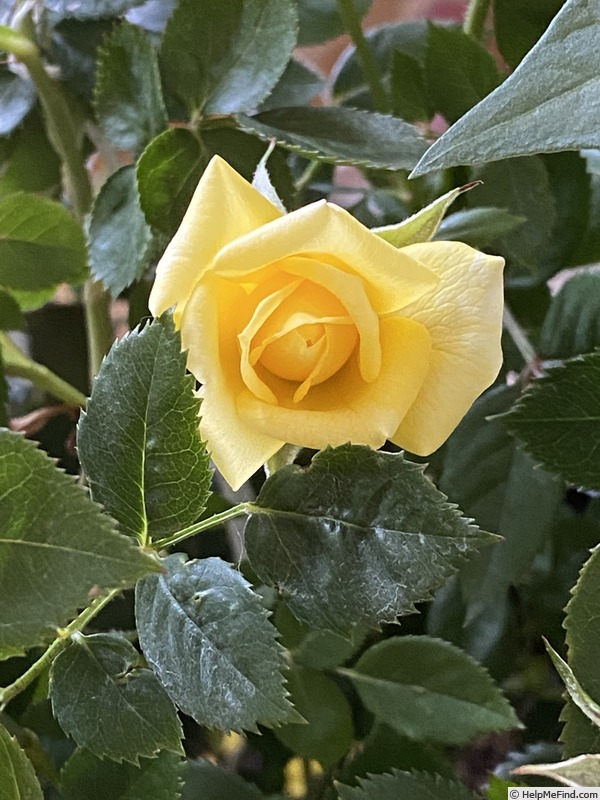 '13-1' rose photo