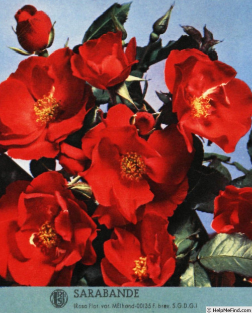 'Sarabande' rose photo