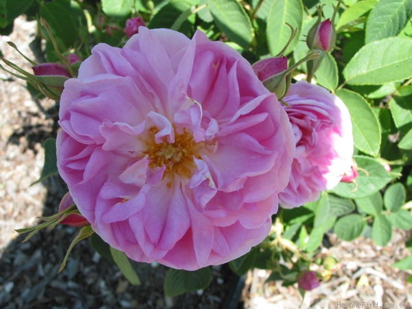 'Gloire de Guilan' rose photo