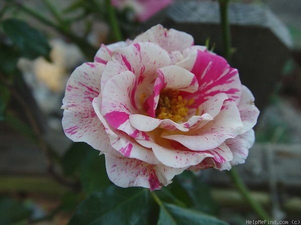 'Berries 'n' Cream' rose photo