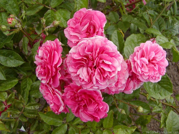 'Rusalka' rose photo