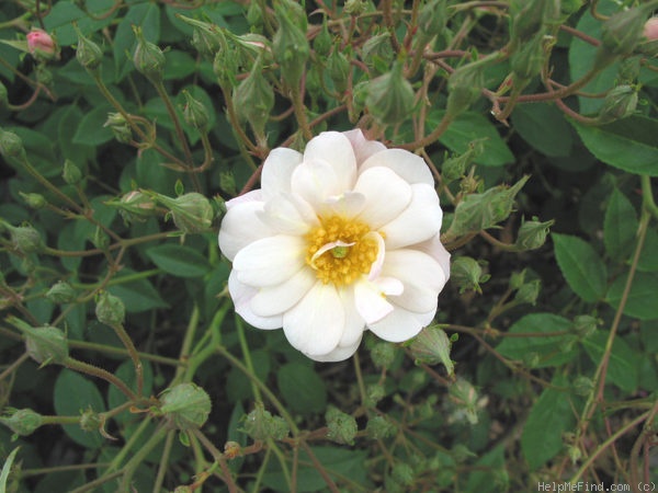 'Thoresbyana' rose photo