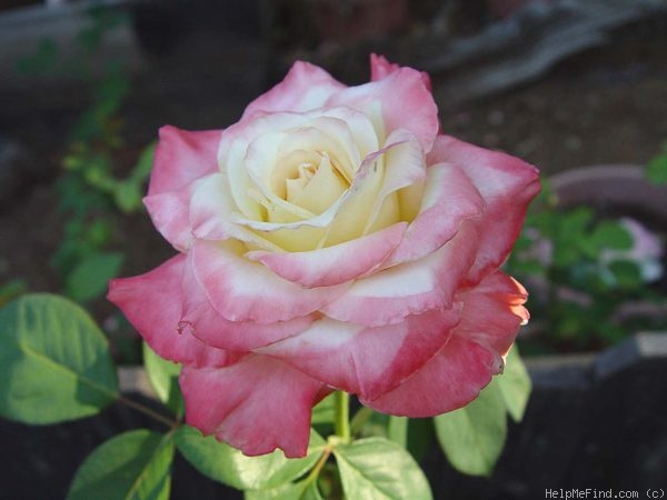 'Diana, Princess of Wales ™' rose photo