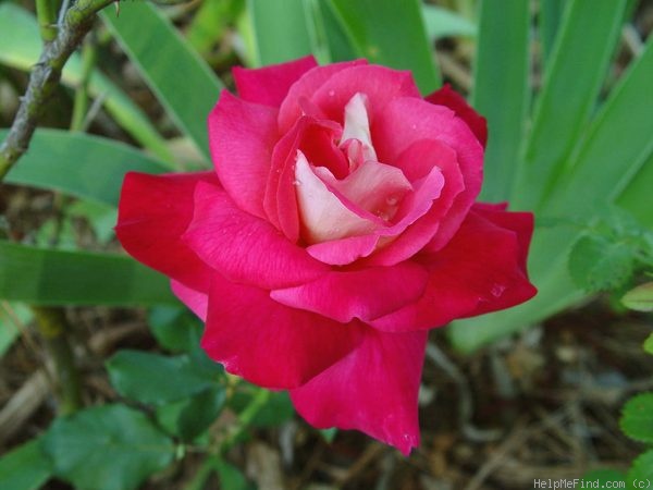 'Luscious (hybrid tea, Perry 2003)' rose photo