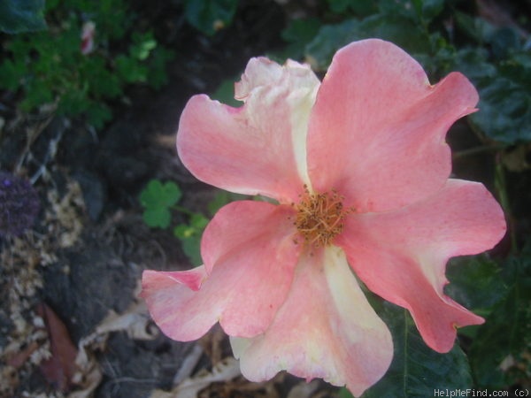'Flutterbye ™ (Shrub, Carruth, 1996)' rose photo