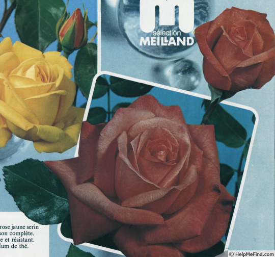 'Atoll (hybrid tea, Meilland 1971)' rose photo