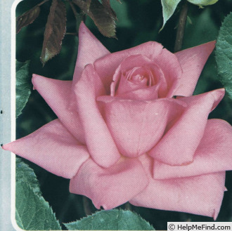 'Carina (hybrid tea, Meilland, 1963)' rose photo