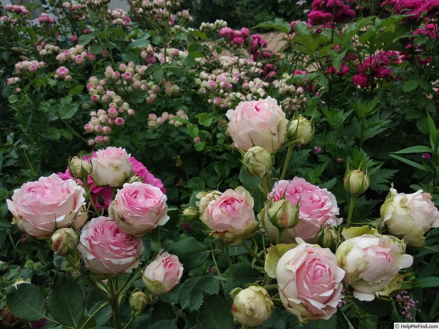 'First Lady® (florists' rose, Tantau, 2005)' rose photo