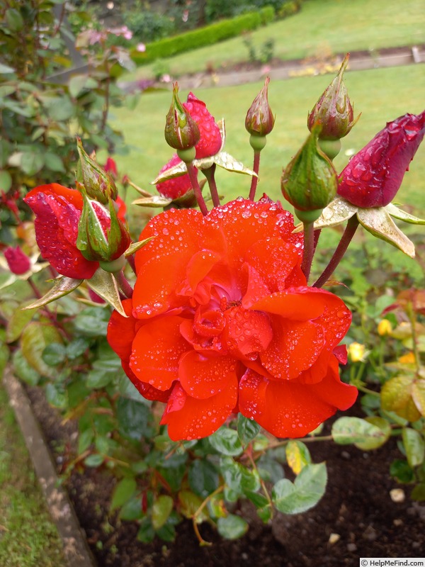 'PJ's Rose' rose photo