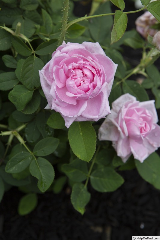 'Comte de Chambord - in commerce (possibly 'Mme Boll')' rose photo