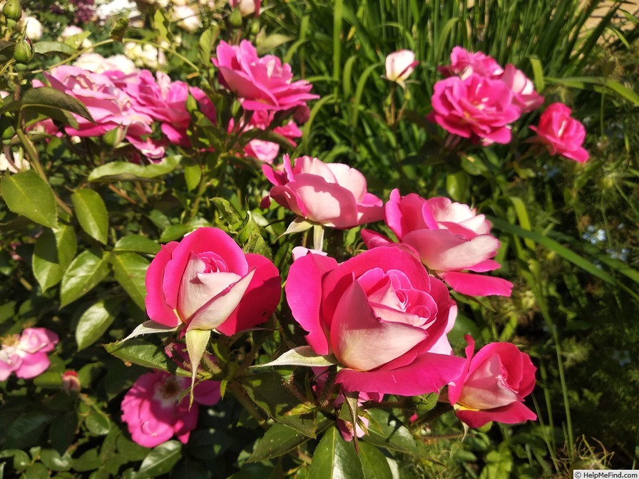 'Heimatmelodie' rose photo
