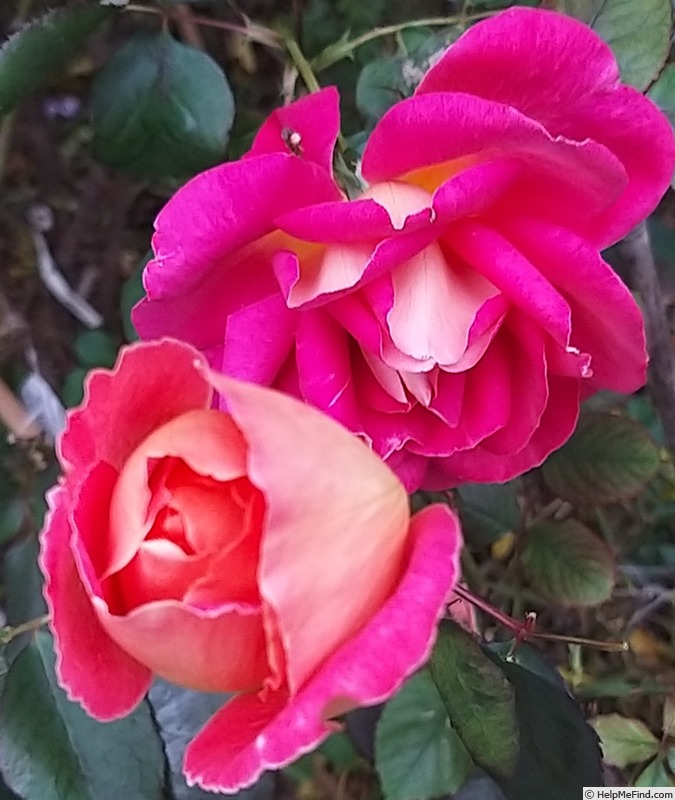 'Bolshoï ® (hybrid tea, Meilland, 1996)' rose photo