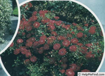 'Fiona ® (shrub, Meilland, 1979)' rose photo