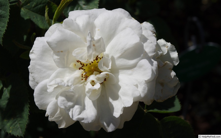 'Blanche Superbe' rose photo