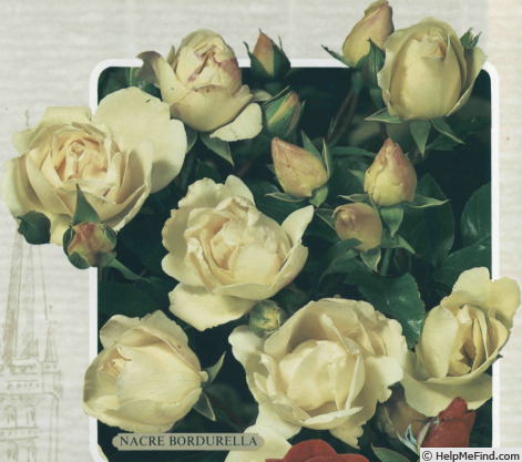 'Nacre Bordurella ®' rose photo
