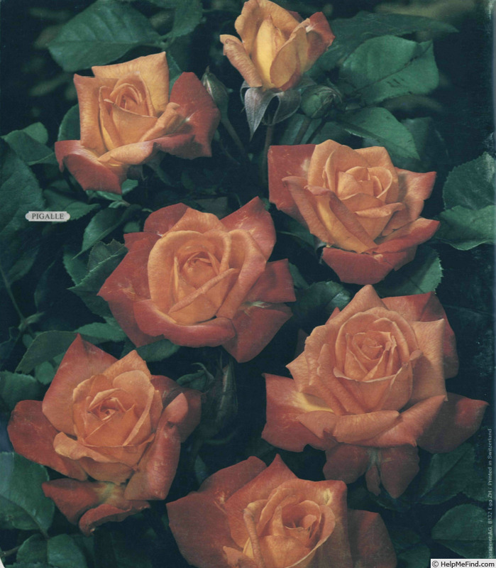 'Pigalle ® (floribunda, Meilland, 1983)' rose photo
