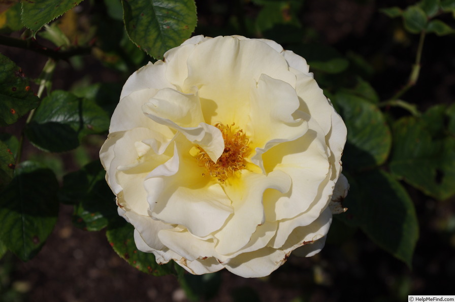 'Commonwealth Glory' rose photo