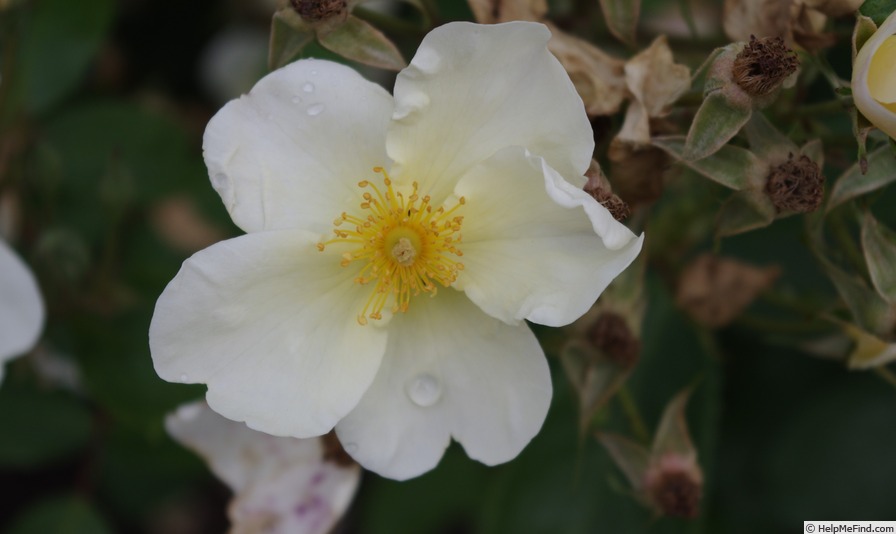 'Kew Gardens' rose photo