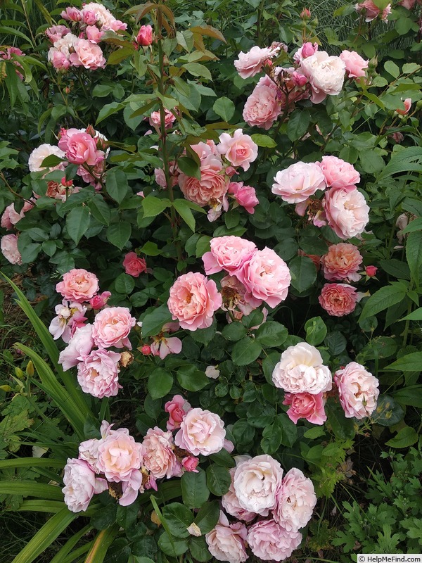 'Marie Curie ® (floribunda, Meilland 1997)' rose photo