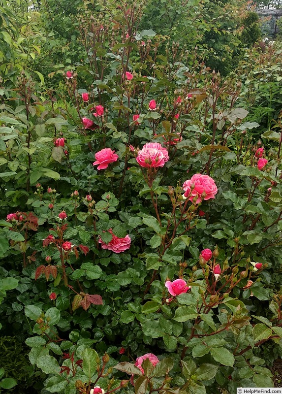 'Melusina ®' rose photo