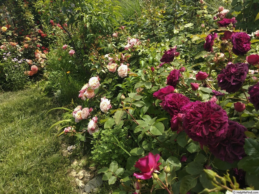 'Munstead Wood ®' rose photo