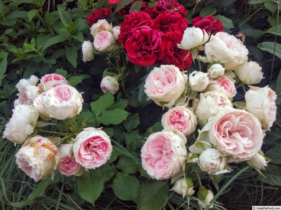 'Pashmina ® (floribunda, Kordes 1999)' rose photo