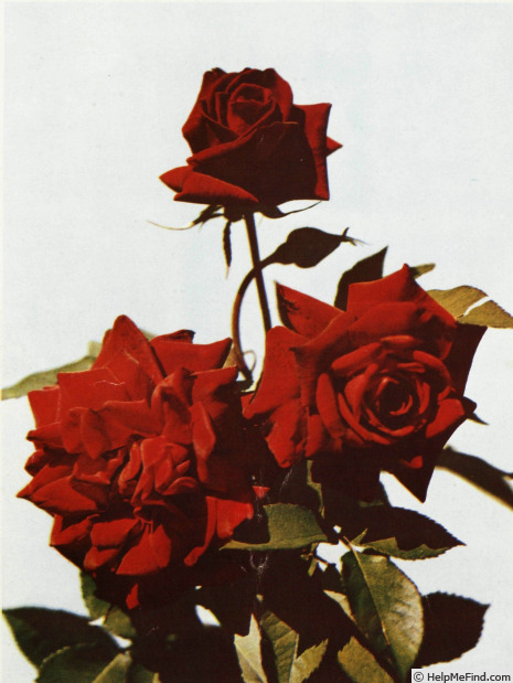 'Madame Louis Laperrière (Hybrid Tea, Laperriere, 1950)' rose photo