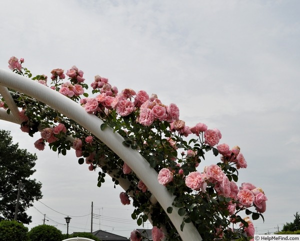 'Sakuragoromo' rose photo