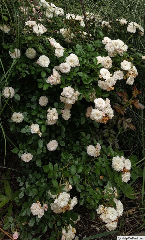 'Starlet Rose Alina ®' rose photo