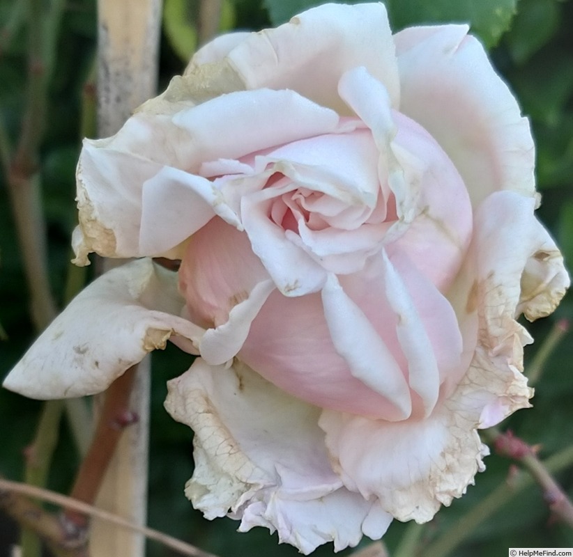 'Frederic Mistral ®' rose photo