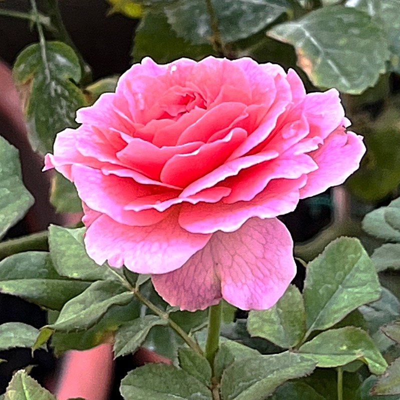 'Abdiel' rose photo