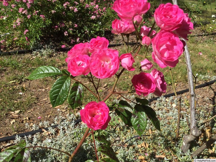 'Spring Song (shrub, Riethmuller, 1954)' rose photo