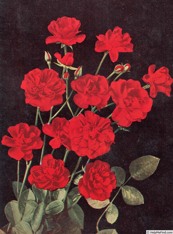 'Gloria Mundi (polyantha, de Ruiter, 1929)' rose photo