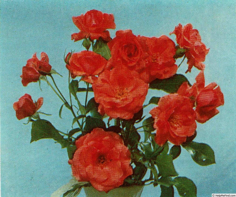 'A.J. Herwig' rose photo