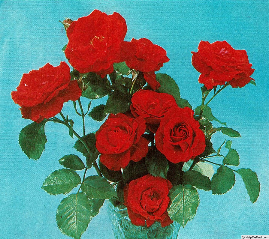 'Mary Robertson' rose photo