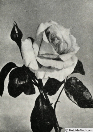 'Elle (hybrid tea, Boerner 1961)' rose photo