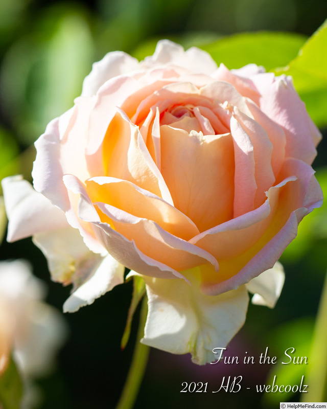 'Fun in the Sun™' rose photo