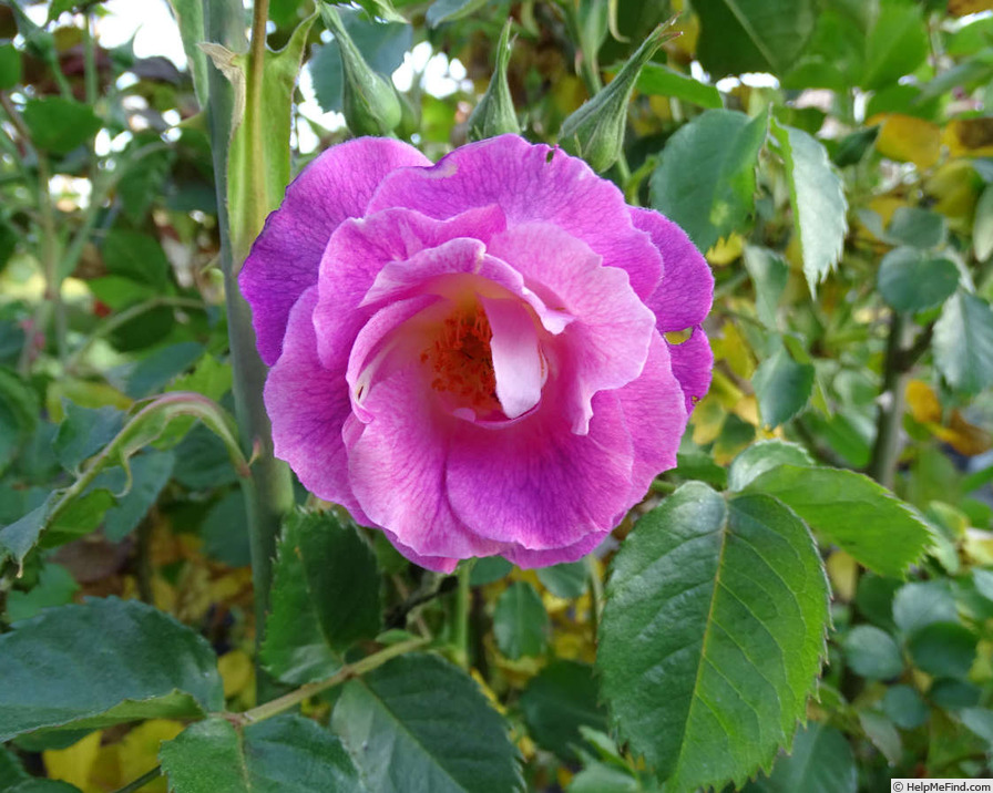 'Blue For You (Floribunda, James 2001)' rose photo