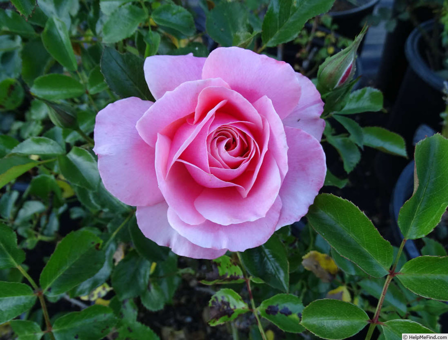 'Botticelli ®' rose photo